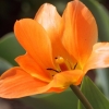 Garten;