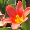 Garten;