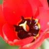 Garten;