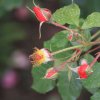 garten-27062013-1dfh107