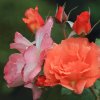 garten-27062013-1dfh108