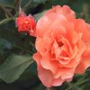 garten-27062013-1dfh109