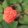 garten-27062013-1dfh104
