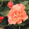 garten-27062013-1dfh105
