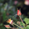 garten-27062013-1dfh106