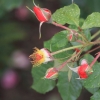 garten-27062013-1dfh107