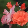 garten-27062013-1dfh108