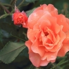 garten-27062013-1dfh109