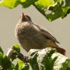 1dfh-garten-290510-09