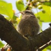 1dfh-garten-290510-11