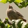 1dfh-garten-290510-09