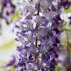 Garten 30.04.2015