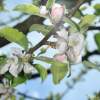 Garten 30.04.2015