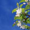 Garten 30.04.2015