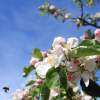 Garten 30.04.2015