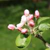 Garten 30.04.2015