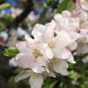 Garten 30.04.2015