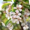 Garten 30.04.2015