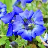 Garten 30.04.2015
