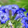 Garten 30.04.2015
