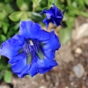 Garten 30.04.2015