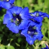 Garten 30.04.2015