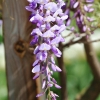 Garten 30.04.2015