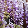 Garten 30.04.2015