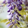 Garten 30.04.2015