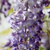 Garten 30.04.2015