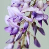 Garten 30.04.2015