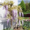 Garten 30.04.2015