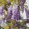 Garten 30.04.2015