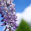 Garten 30.04.2015