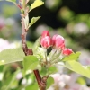Garten 30.04.2015
