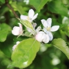 Garten 30.04.2015