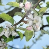 Garten 30.04.2015