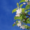 Garten 30.04.2015