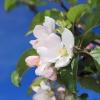 Garten 30.04.2015
