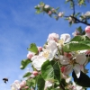 Garten 30.04.2015
