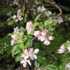Garten 30.04.2015