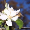 Garten 30.04.2015