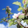 Garten 30.04.2015