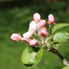 Garten 30.04.2015