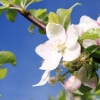 Garten 30.04.2015