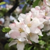 Garten 30.04.2015