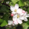 Garten 30.04.2015