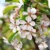 Garten 30.04.2015