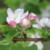 Garten 30.04.2015