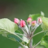 Garten 30.04.2015